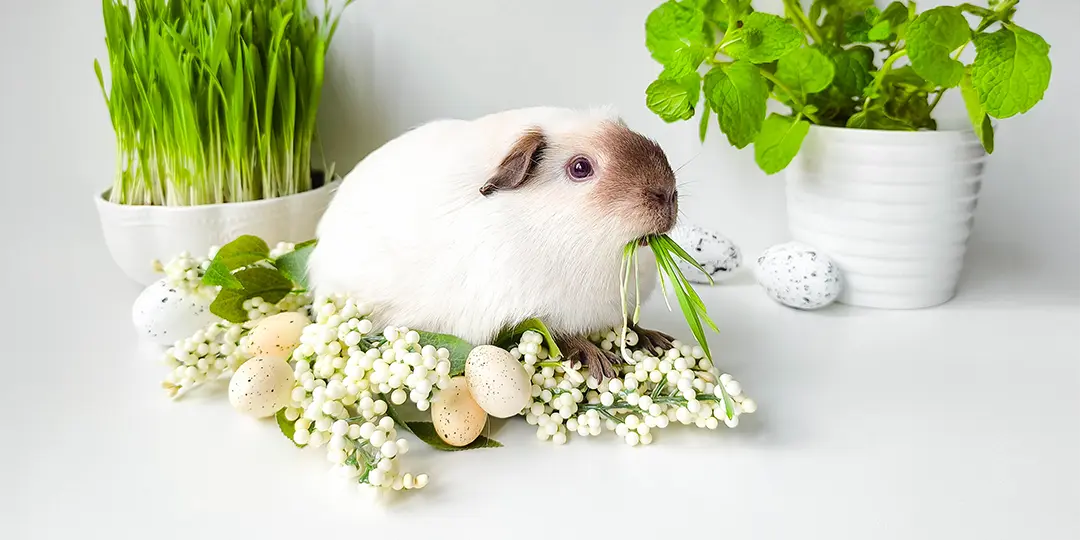 Velikonoční přání od Tuzemáka Velikonoční přání od Tuzemáka